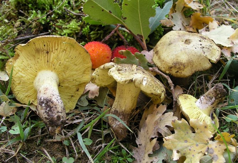 Tricholoma ulvinenii.